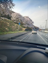 展勝地の桜満開